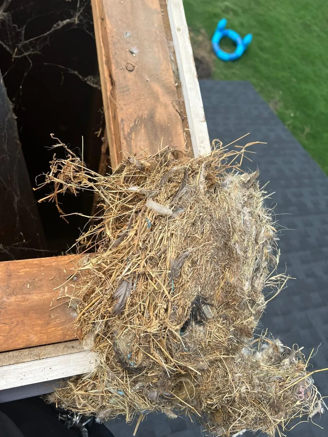 Bird nest removed from chimney flue on rooftop